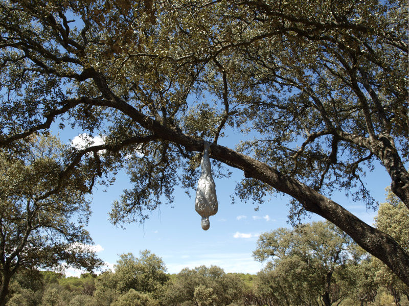 crisálida humana crisálida humana